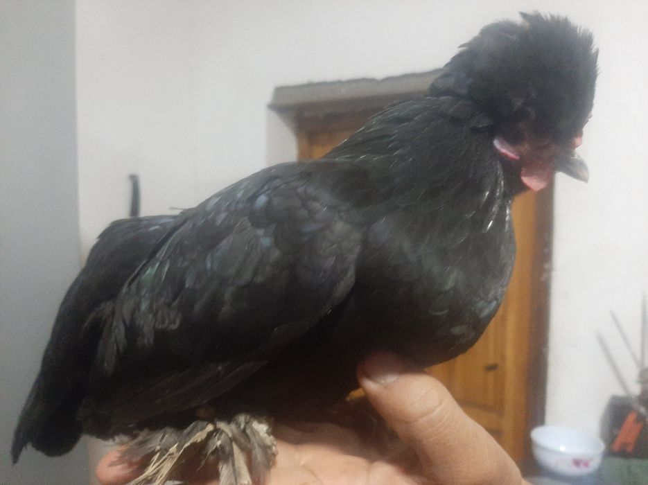 Yapon tovuqni tuxumi