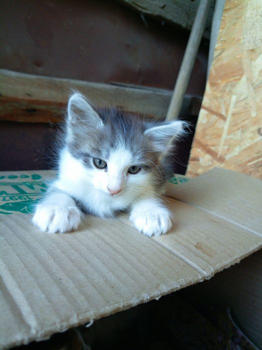 Котята бесплатно