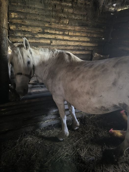 Бие сатылады  семиз