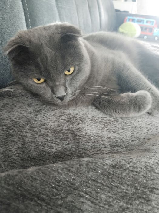 Отдам кота!В добрые руки