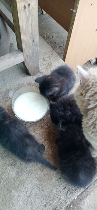 Отдам котят в добрые руки