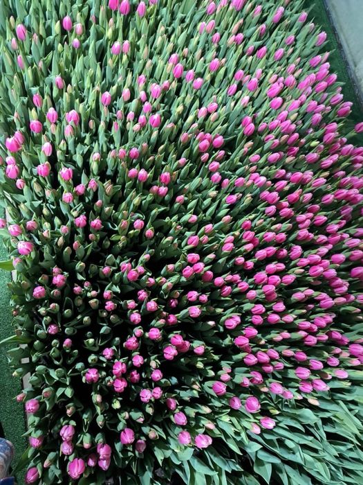 Тюльпаны Голландские в розницу