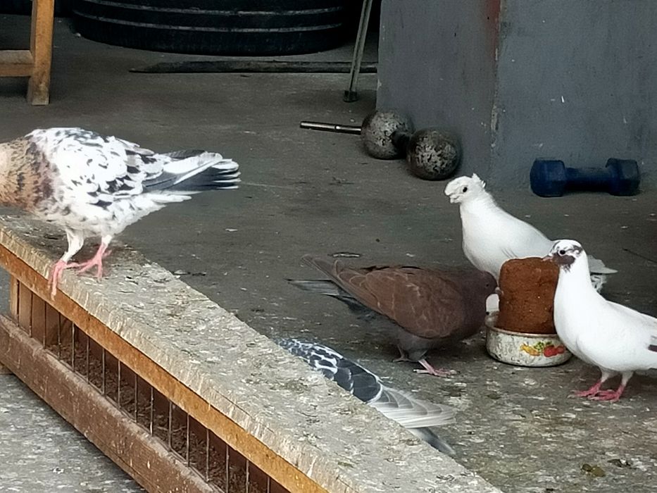 Голуби бакинские высоколетные