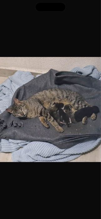 Pisicuta femela spre adoptie