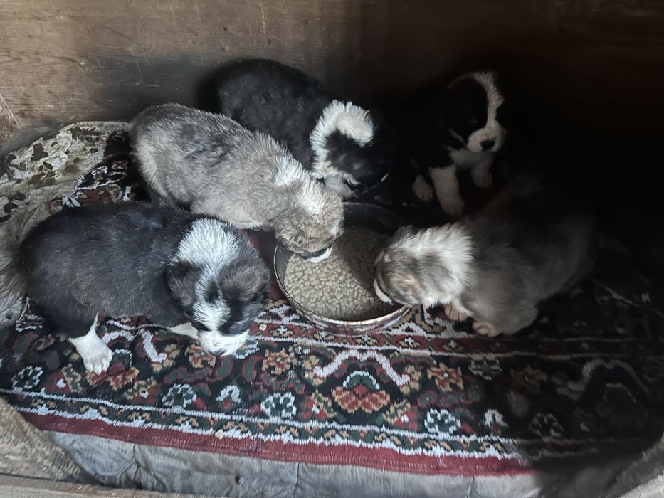 Продам Щенков Алабая (САО)