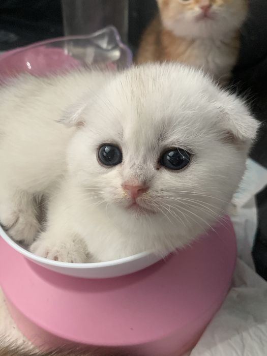 Продам драгоценных шиншиллок