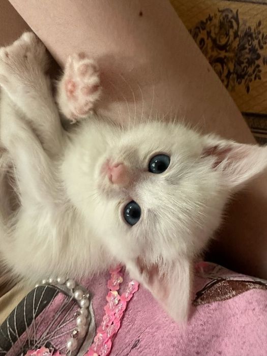 Котёнок турецкая ангора