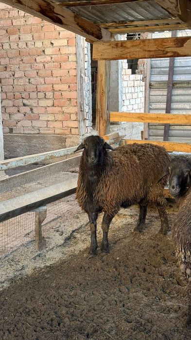 Кой сатам , продам баран