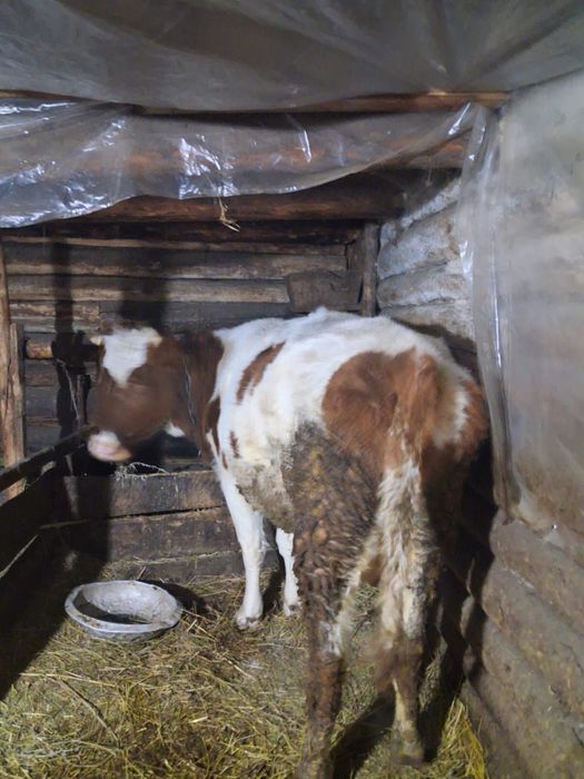 корова не стильный