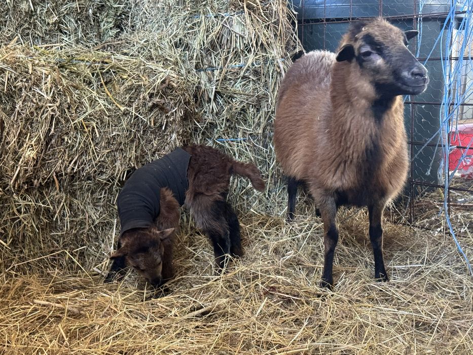 Oi de Camerun de vanzare