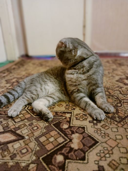 Шотландец вислоухий ищет подружку