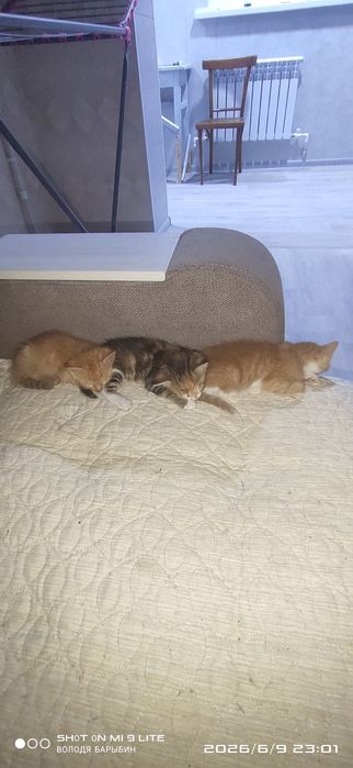 Отдам котят в добрые руки возраст 2 месяца