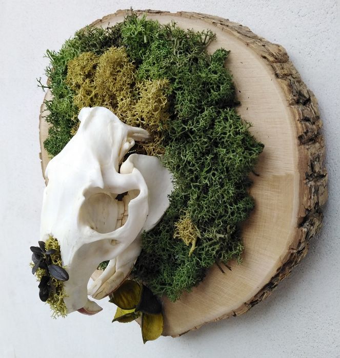 Череп от нутрия. Трофей. Скандинавски мъх