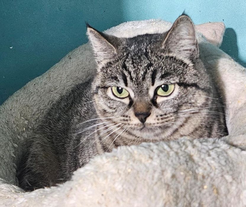 Фортуна 2 годика