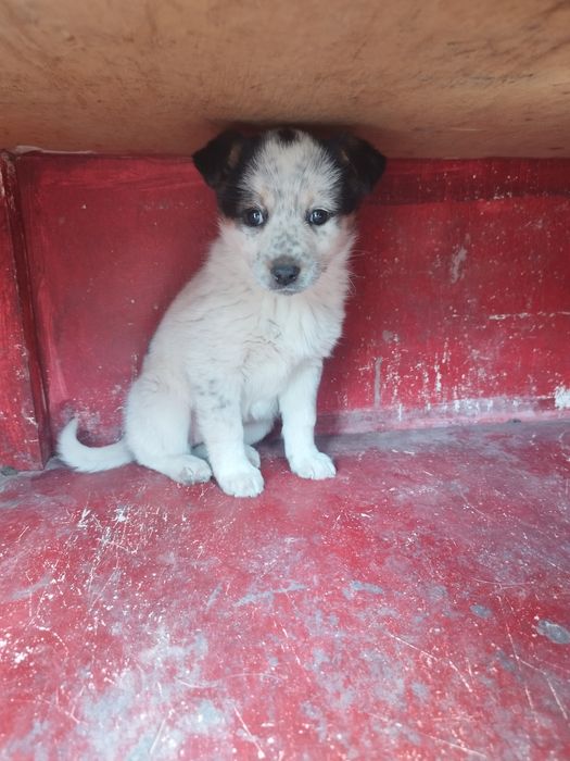 щенок девочка милашка