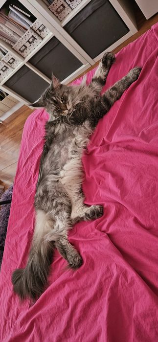 Коте порода Мейн Кун