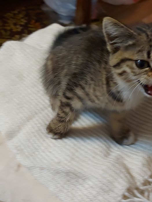 Котёнок в добрые руки