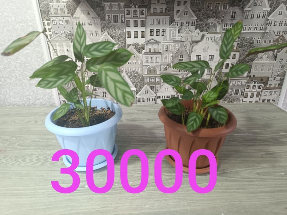 Цветы не дорого продам