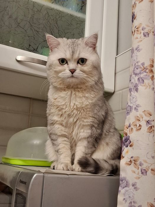 Кот на случку вязку