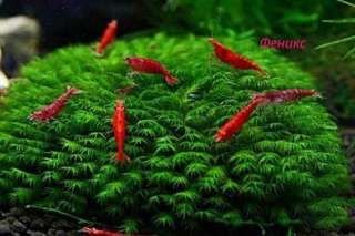 Креветки- вишни.