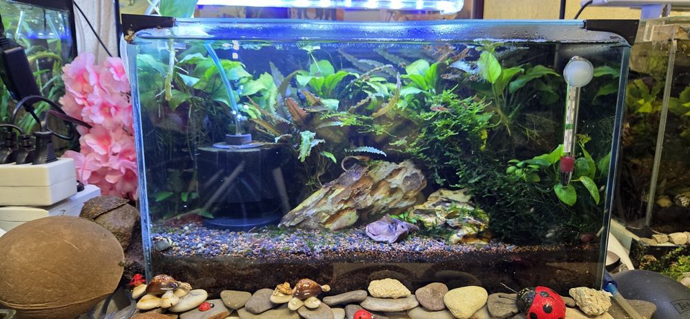 Продавам 25 л.аквариум с всичко живо в него,риби,растения,скариди