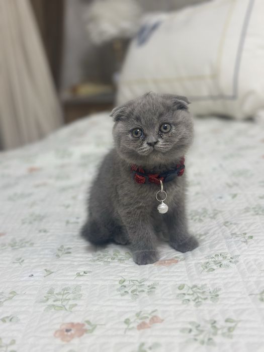 Shaggy mushuk oqishi boshladi