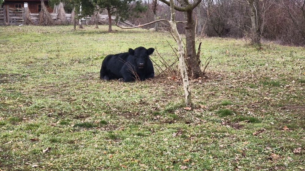 Vand teren intravilan cu fundatie casa