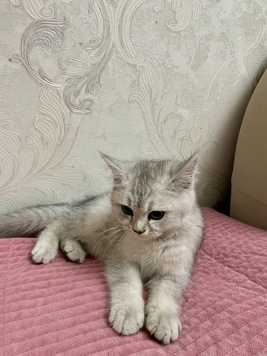 mushuk sotilad 4 oylik