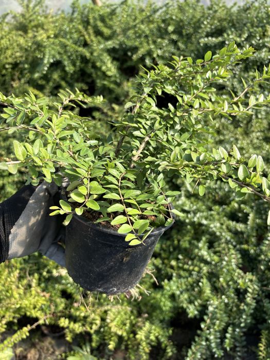 Lonicera Nitida gard viu