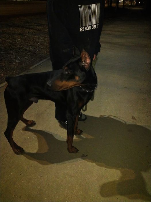 Доберман в хорошие руки