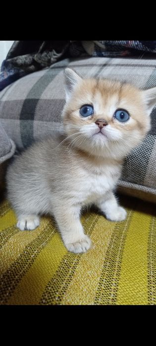 БританскиеКотята окрас шиншила