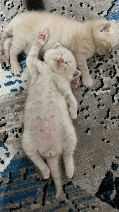 Скотич фолд мушукчалари сотилади!!