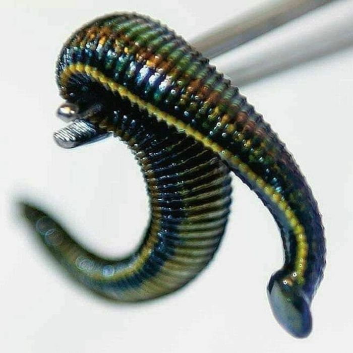 тиббий зулуклар гирудотерапия