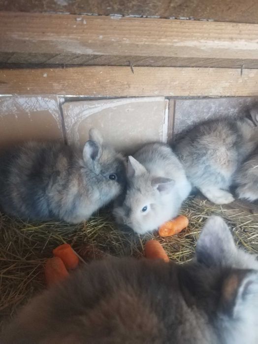 Iepurași cap de leu