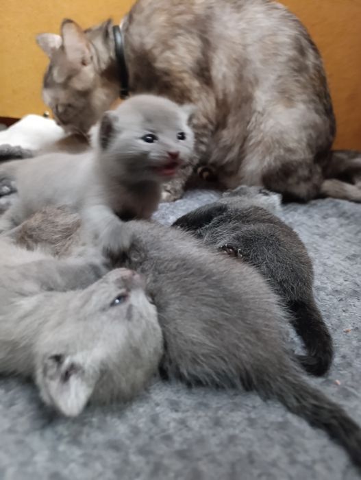 Продам шотландские котята