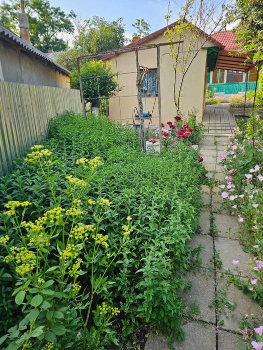 Casa dispunere centrala in OANCEA !