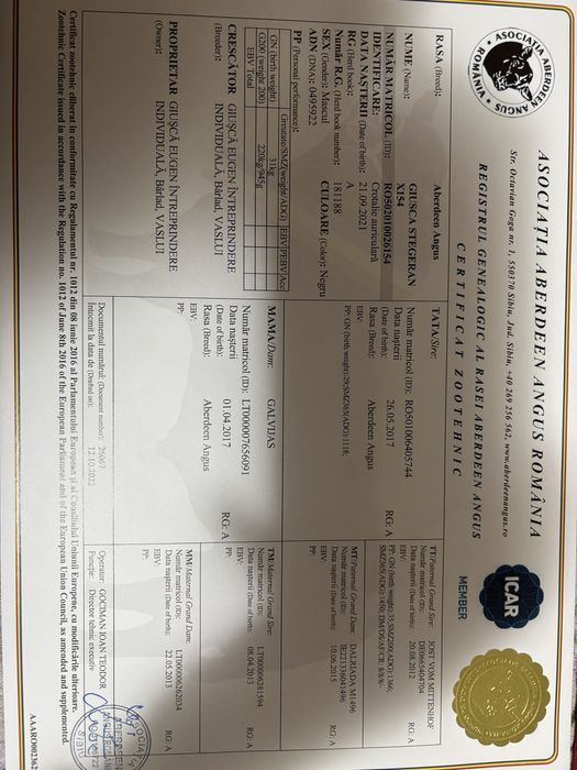 Vand taur din rasa Aberdeen Angus, 100% rasa pura.