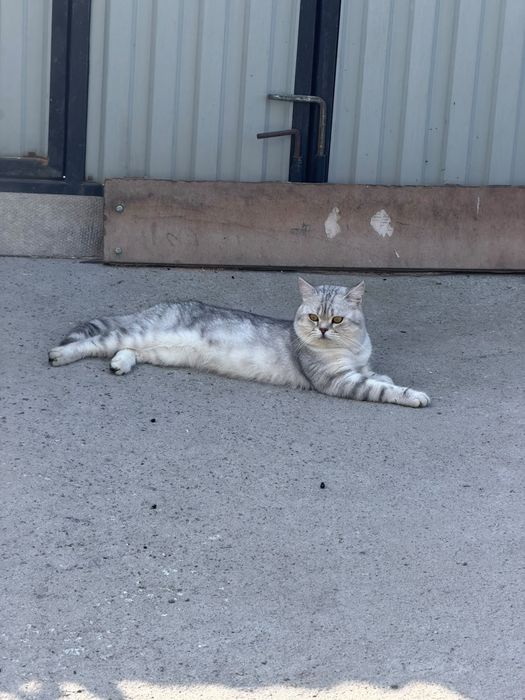 Котик Томас именно этот