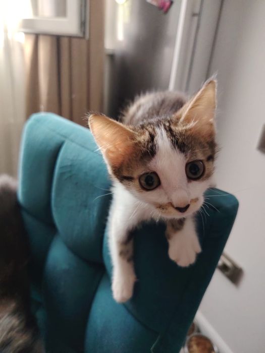 Котенок в добрве руки