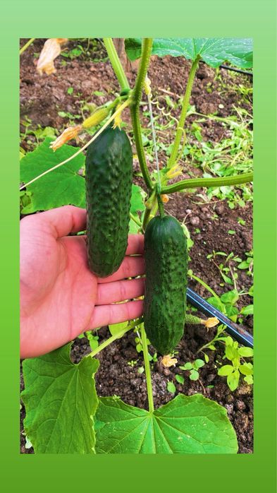 Castravete Produs Romanesc direct de la producator