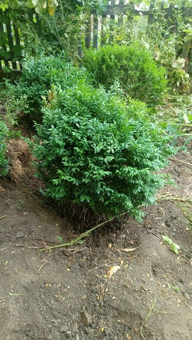 Самшит кустарник