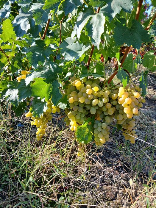 Vănd struguri merlot