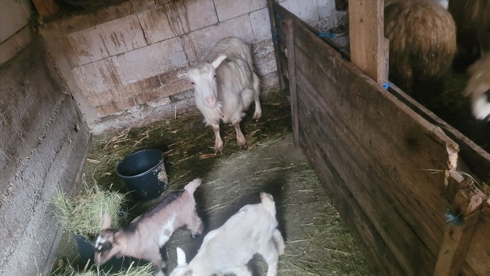 Vând o mânză sau schimb cu viței mai multe detalii la telfon