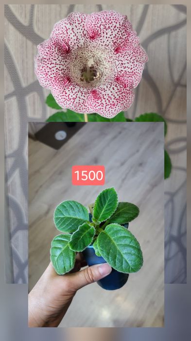 Розовая глоксиния 1500 45я