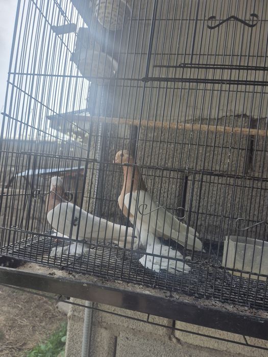 Кептерлер әр түрлі породалар