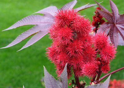 Бобено семе Рицин. Кърлежан реколта 2024 г.