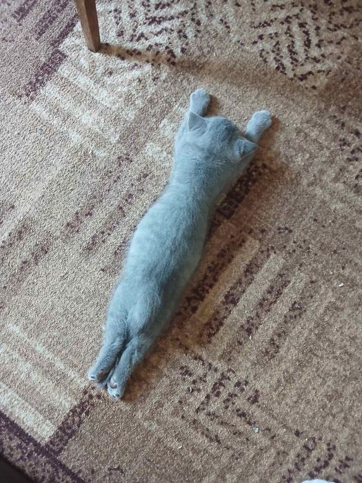Британски котки 3 броя