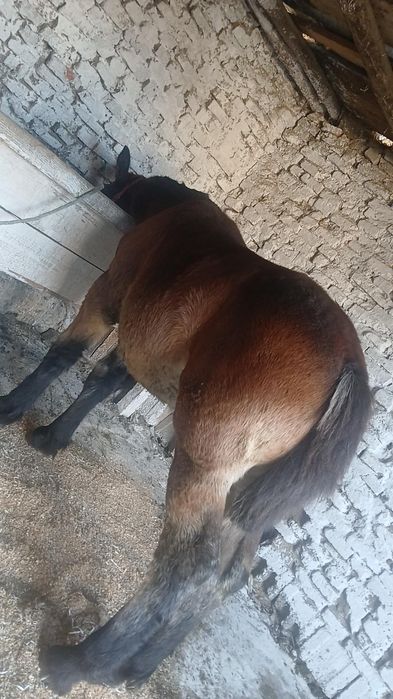 De vânzare mânz de 7 lunii