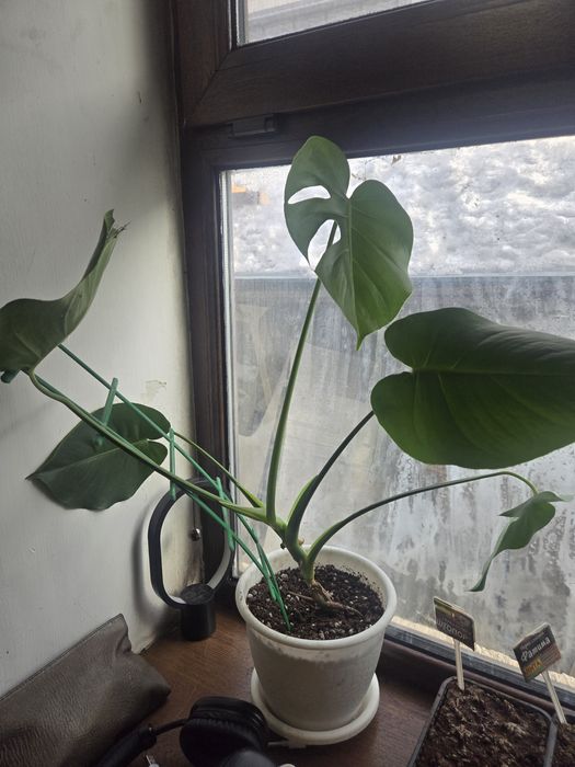 Продам  монстеру