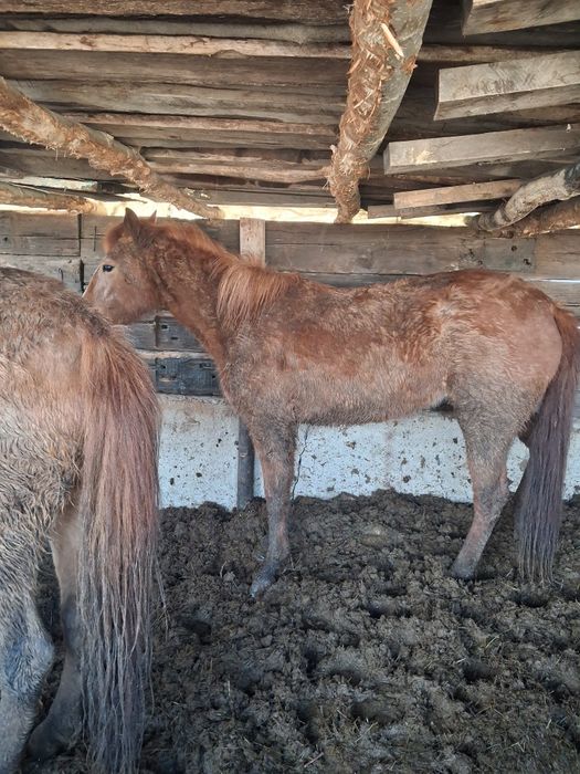 Откормда тұрған байтал